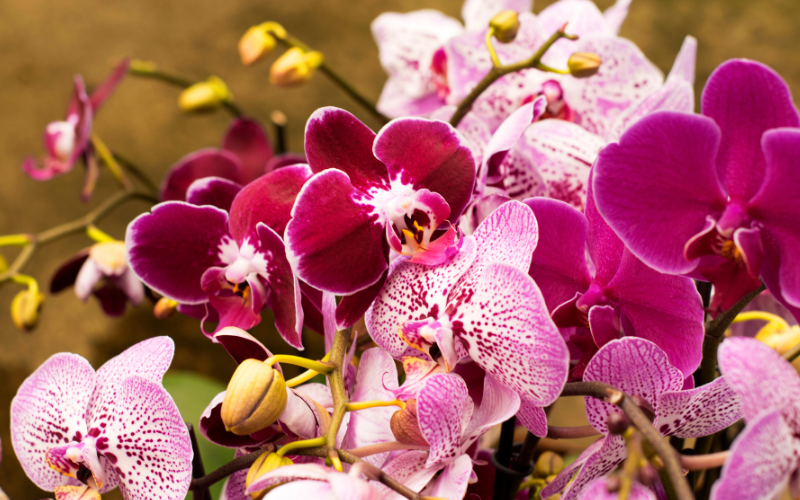 Receiving an Orchid Bouquet and What It Symbolises